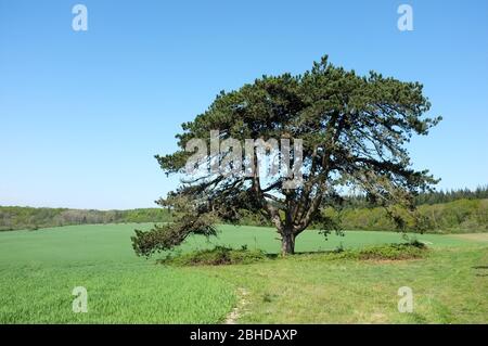 A lone English Oak tree stands in a field beside Grovely Wood in Wiltshire UK 2020. Stock Photo