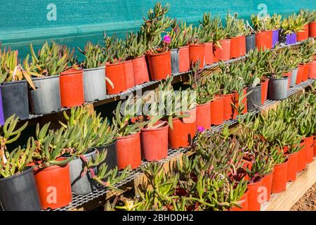Pigface small plants growing in plastic pots in nursery Stock Photo