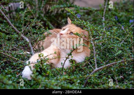 Predator in hiding. Domestic ginger hiding amongst shrubs waiting for pigeons Stock Photo