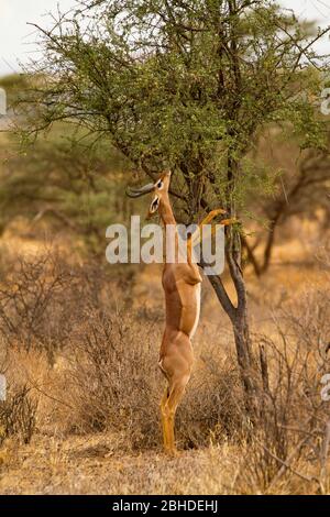 Gerenuk (Litocranius walleri), standing to browse on higher vegetation Stock Photo