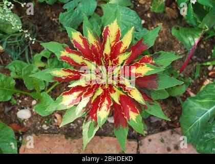 An Amaranthus Tricolor plant in a garden, a type of amaranth eaten as a leaf vegetable and is also known as Callaloo or Joseph's Coat