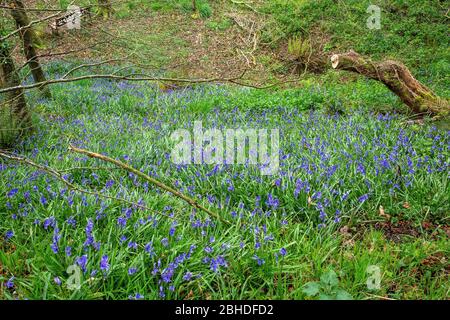 Bluebells in the wood. Stock Photo