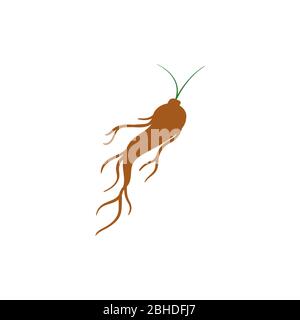 ginseng root vector graphic design illustration Stock Vector