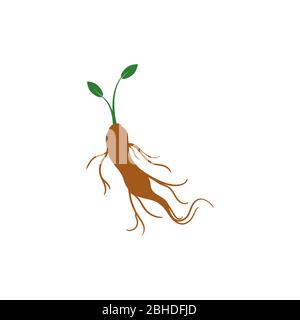 ginseng root vector graphic design illustration Stock Vector