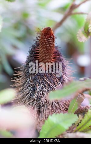 Sawtooth Banksia Tree. Old flower in the garden. Stock Photo