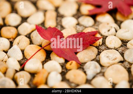 A close-up of the maple leaf on the trail Stock Photo