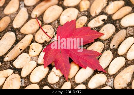 A close-up of the maple leaf on the trail Stock Photo