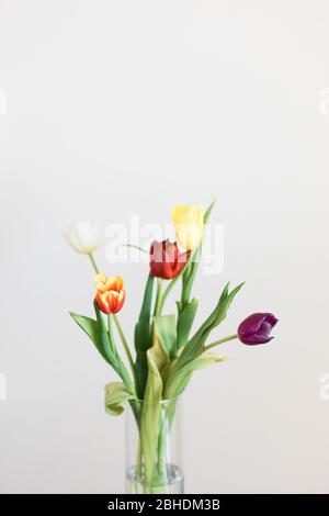 Beautiful multicolored tulips in a vase on white background Stock Photo