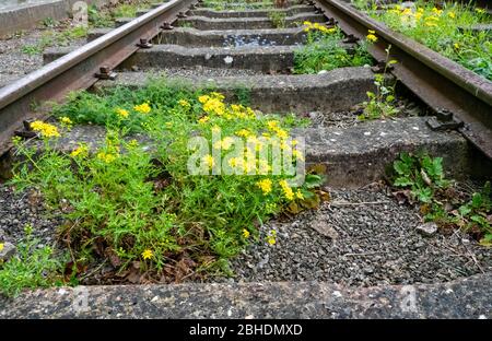 Oxford Ragwort Senecio squalidus is a common coloniser of railway tracks and sidings throughout the UK Stock Photo