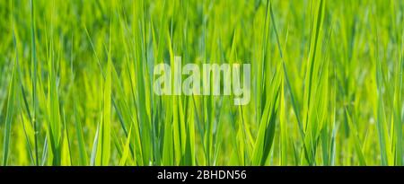 backround for copyspace with close-up of green grass Stock Photo