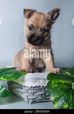 Cairn Terrier puppy dog in basket with leaves Stock Photo