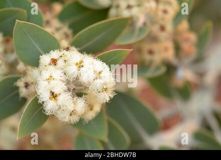 White flowers of the Western Australian native Eucalyptus pleurocarpa, formerly Eucalyptus tetragona. Common name is Tallerack, family Myrtaceae Stock Photo