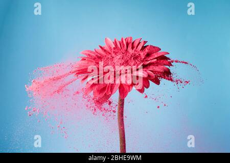 Flower with pink powder on blue background. Explosion cloud. Colorful dust explode. Power energy. Stock Photo