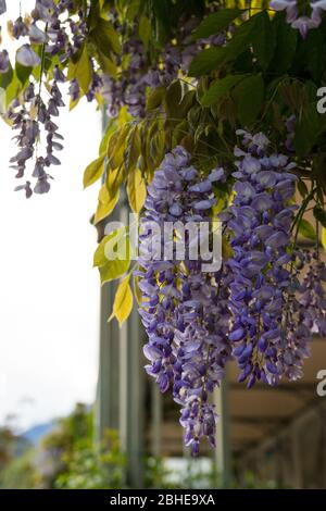 Glimpse of the historic center of Merano, Meran, Bolzano, Trentino Alto Adige, Italy Stock Photo