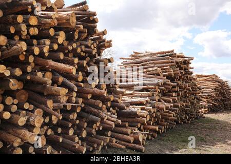 Side view of commercial timber, pine tree logs after clear cut of forest. uncontrolled deforestation. selective focus Stock Photo