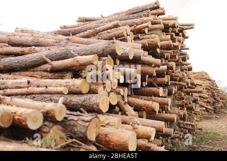 Side view of commercial timber, pine tree logs after clear cut of forest. uncontrolled deforestation. selective focus Stock Photo
