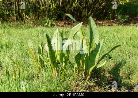 Dock leaves or plant (bitter dock, broad-leaved dock, Rumex obtusifolius, UK Stock Photo