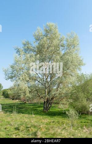 White poplar tree (Populus alba, also called silver poplar) with new leaves during Spring, UK Stock Photo