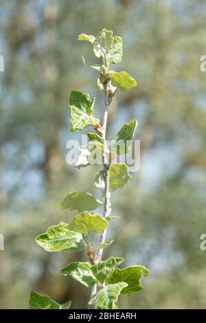 New leaves or foliage of a young white poplar tree (Populus alba, also called silver poplar) in spring, UK Stock Photo