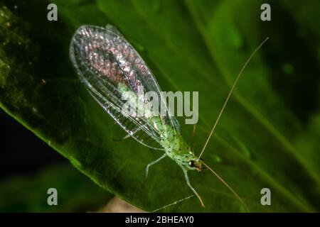 Chrysoperla carnea, known as the common green lacewing, is an insect in the Chrysopidae family Stock Photo
