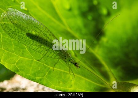Chrysoperla carnea, known as the common green lacewing, is an insect in the Chrysopidae family