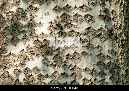 White poplar (Populus alba) tree bark with diamond-shaped fissures, also called silver poplar, pattern on mature tree trunk, UK Stock Photo