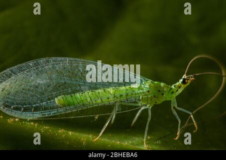 Chrysoperla carnea, known as the common green lacewing, is an insect in the Chrysopidae family Stock Photo