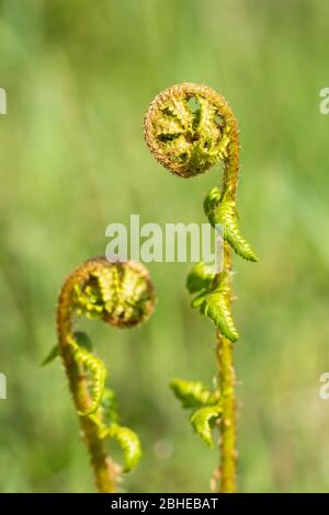 Young bracken fronds (Pteridium aquilinum) in spring, the most common fern in the UK Stock Photo