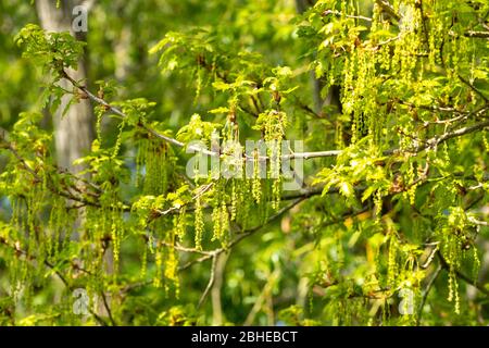 Sessile oak tree (Quercus petraea) during April with male flowers (catkins) hanging down, UK Stock Photo