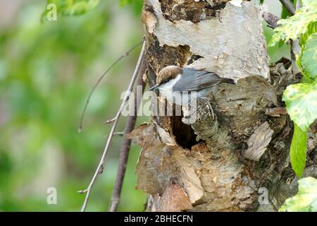Brown-headed nuthatch (Sitta pusilla) building a nest in a river birch tree Stock Photo