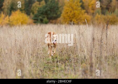 Red puppy of borzoi walks outdoor at summer day, russian sighthound, six months Stock Photo