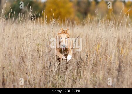 Red puppy of borzoi walks outdoor at summer day, russian sighthound, six months Stock Photo