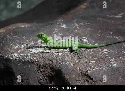 Cute bright green baby iguana on a big rock. Stock Photo