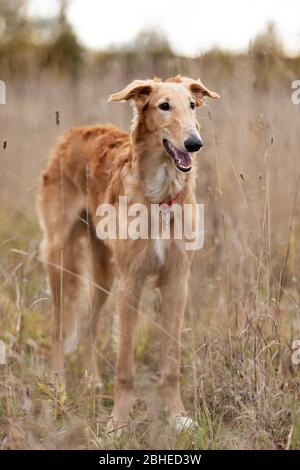 Red puppy of borzoi walks outdoor at summer day, russian sighthound, six months Stock Photo