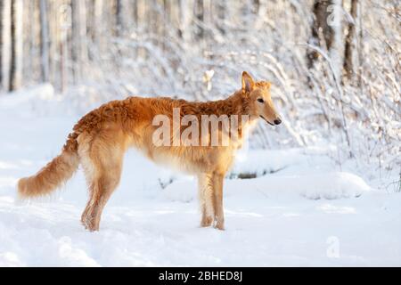 Red puppy of borzoi walks outdoor at winter day, russian sighthound, eight months Stock Photo