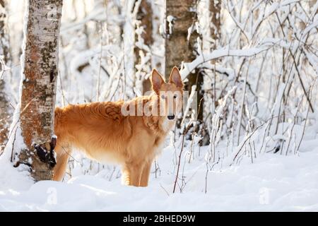 Red puppy of borzoi walks outdoor at winter day, russian sighthound, eight months Stock Photo