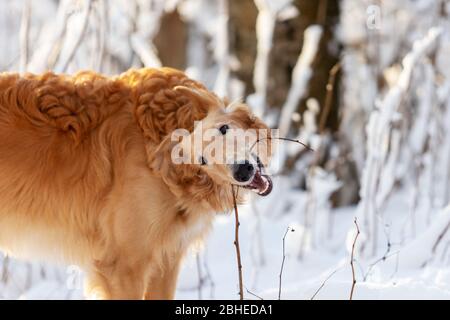 Red puppy of borzoi walks outdoor at winter day, russian sighthound, eight months Stock Photo