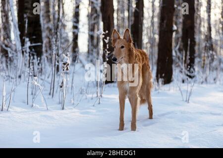 Red puppy of borzoi walks outdoor at winter day, russian sighthound, eight months Stock Photo