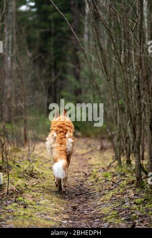 Red puppy of borzoi walks outdoor at autumn day, russian sighthound, eight months Stock Photo