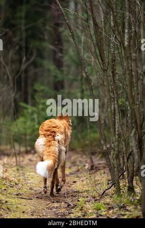 Red puppy of borzoi walks outdoor at autumn day, russian sighthound, eight months Stock Photo