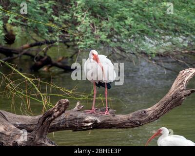 An American White Ibis, Eudocimus albus, perched on a limb overhanging a pond in Corpus Christi, Texas USA. Stock Photo