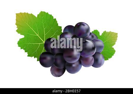 Grapes isolated on white background. Wine grapes icon. Bunch of purple grapes with leaf.Blue grape cluster with green leaves.Stock vector illustration Stock Vector