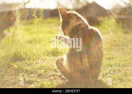 Cute cat washes itself with paws in a sunny rural garden, cats keep clean Stock Photo
