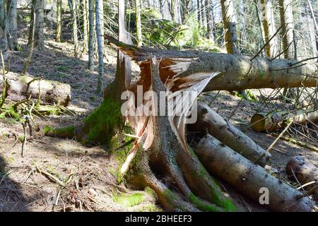 Broken, uprooted, fallen tree from storm damage and high winds. Stock Photo