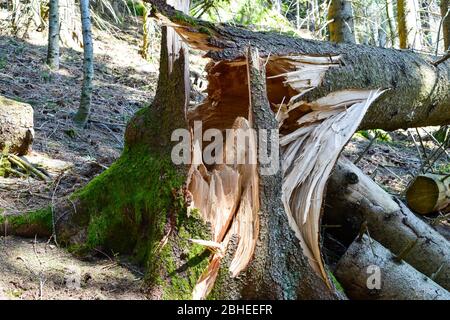 Broken, uprooted, fallen tree from storm damage and high winds. Stock Photo