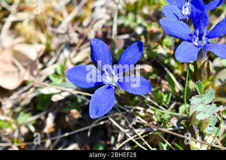 The spring gentian (Gentiana verna). Stock Photo