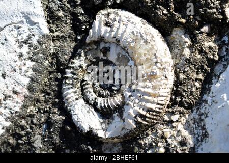 Fossilized ammonites  from cretaceous period. Stock Photo