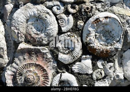 Fossilized ammonites  from cretaceous period. Stock Photo