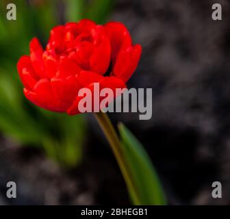 Red tulip with a lot of petals. Red flower isolated with place for text. Beautiful spring concept. One flower for a postcard. Looks like a poppy. Stock Photo