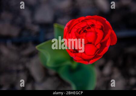 Red tulip with a lot of petals. Red flower isolated with place for text. Beautiful spring concept. One flower for a postcard. Looks like a poppy. Stock Photo